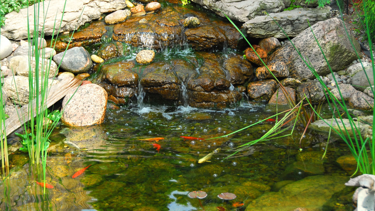 relaxing backyard pond