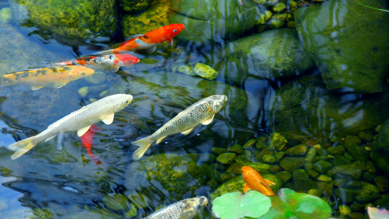 thriving backyard pond