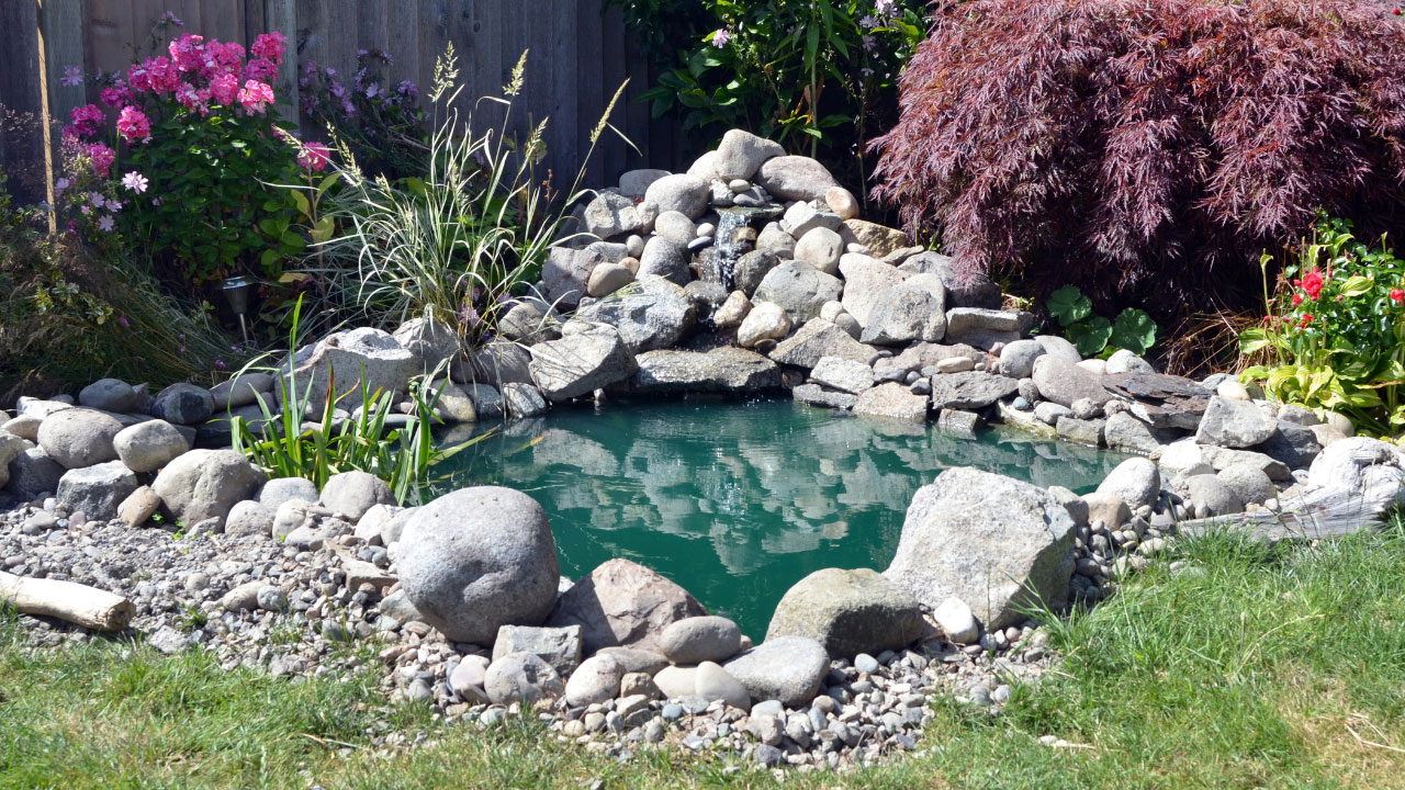 Backyard ponds