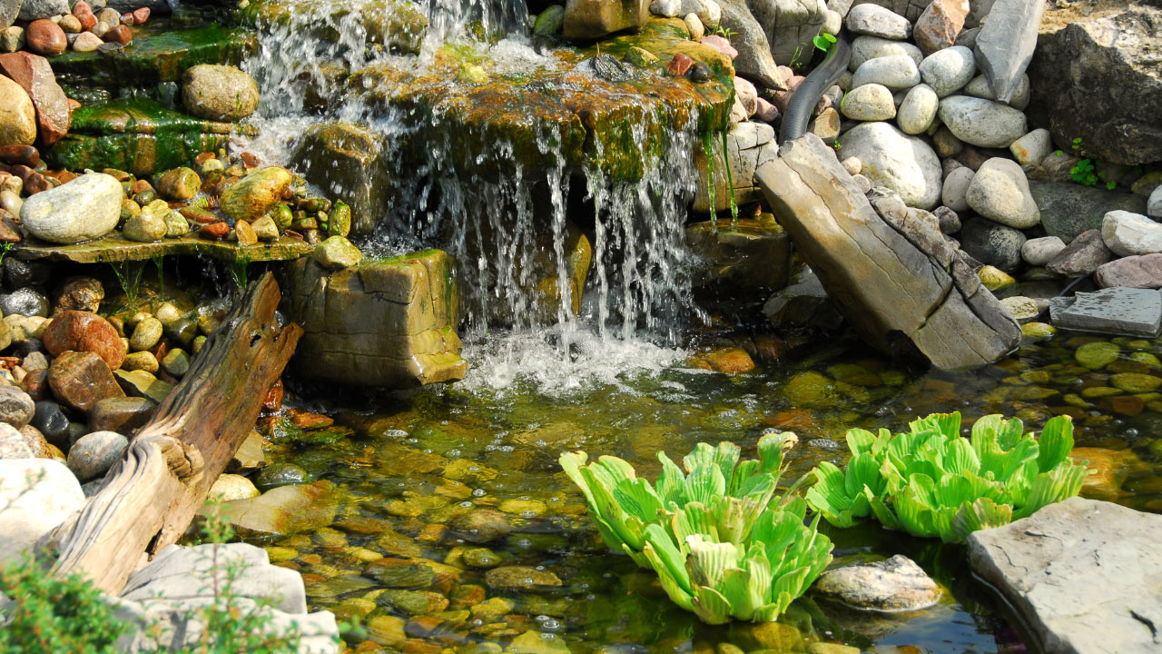 backyard pond design