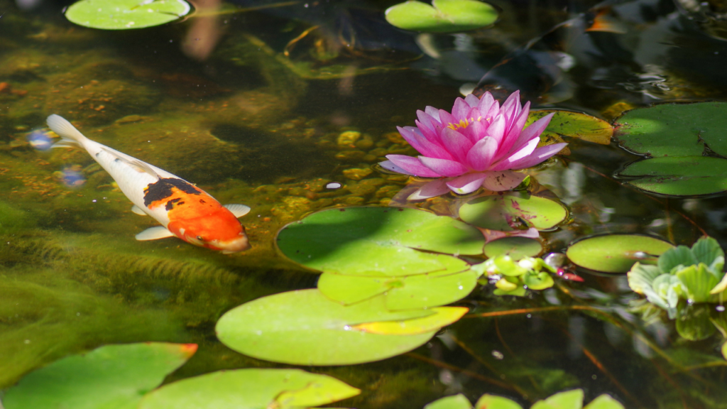 backyard ponds