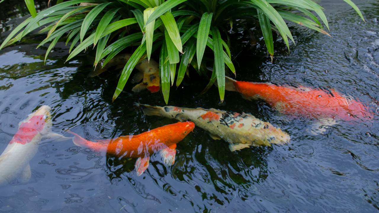 pond and fountain repair in Orange County